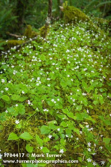 Mass of Candyflower among moss on decaying log