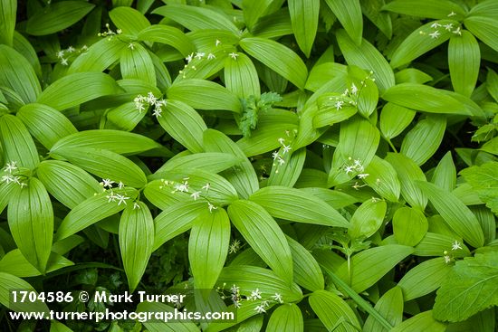 Star Solomon's Seal
