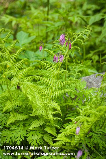 Bleeding Heart among Lady Fern foliage