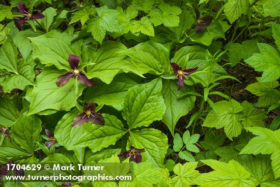 Western Trilliums with purple flowers after being pollinated