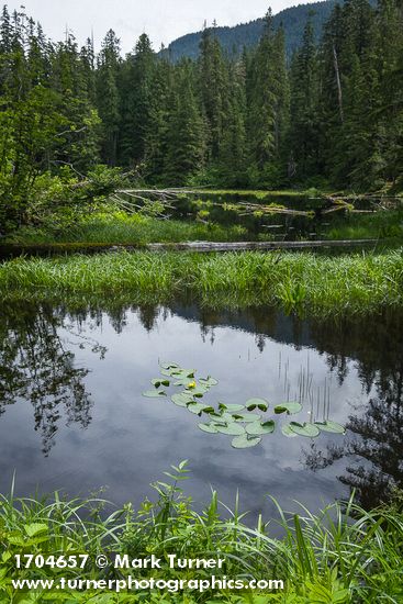 Yellow Pond Lilies & Slough Sedge in Myrtle Lake wetland