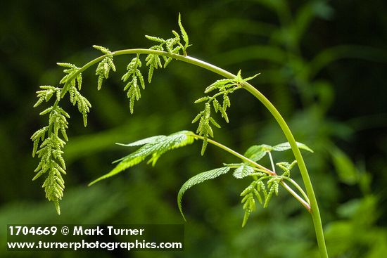 Goatsbeard flower buds