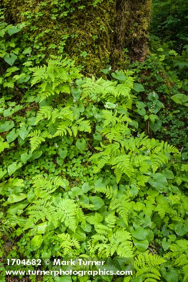 Oak Ferns w/ May LIlies & Strawberry Bramble