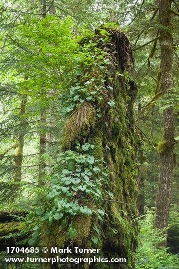 May LIlies on upturned root mass from fallen tree