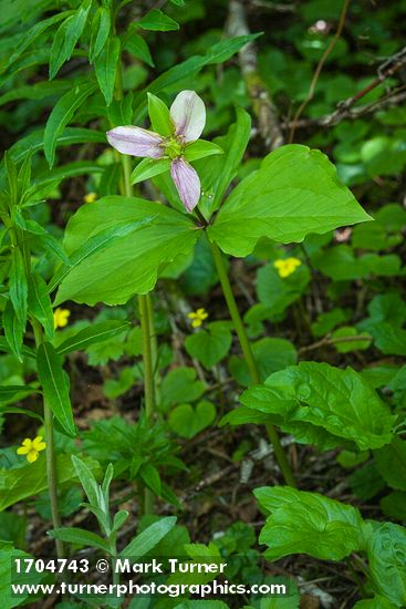 Western Trillium fading blossom