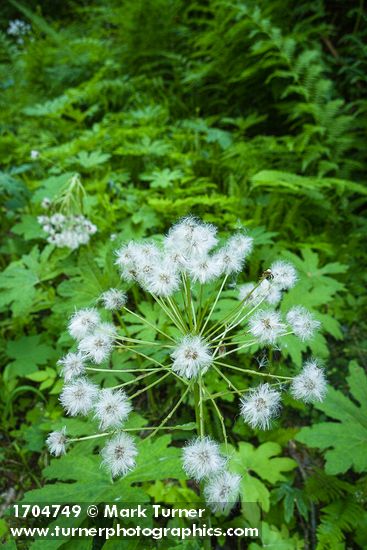 Coltsfoot, in seed