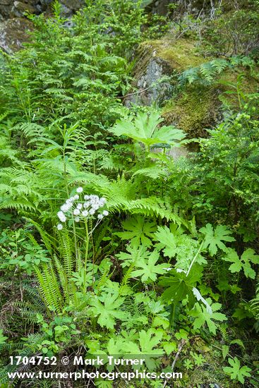 Coltsfoot, in seed, among Lady Ferns & Deer Fern