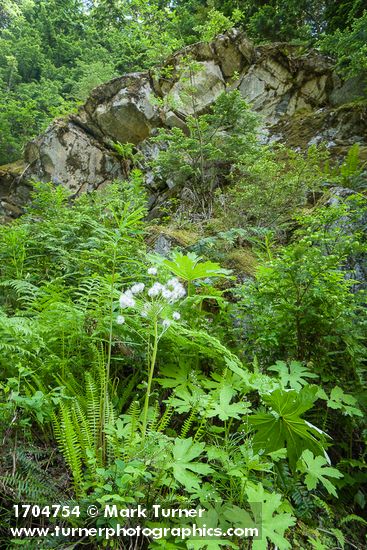 Coltsfoot, in seed, among Lady Ferns & Deer Fern