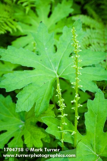 Slender Bog Orchid against Coltsfoot foliage