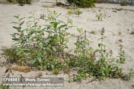 Cooley's Hedge Nettle among w/ Black Cottonwood seedlings on sandy riverbank