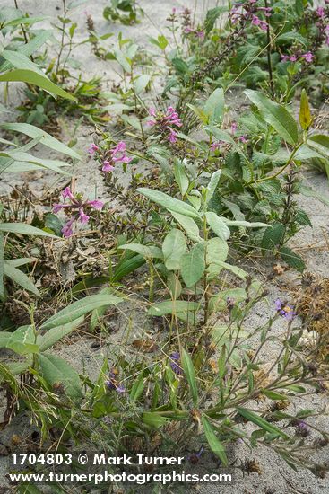 Cooley's Hedge Nettle among w/ Black Cottonwood seedlings on sandy riverbank
