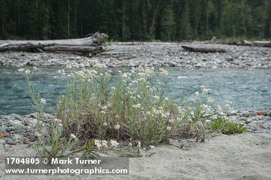 Pearly Everlasting on Baker River gravel bar
