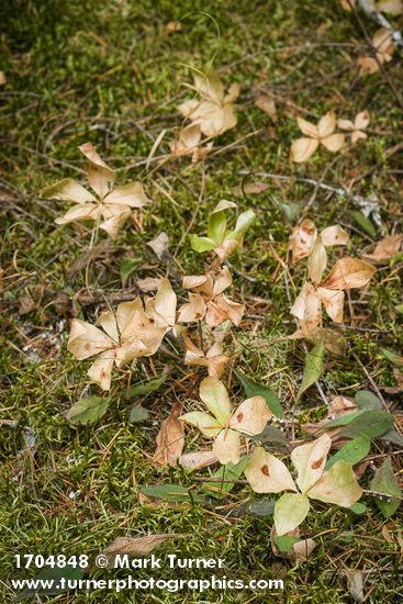 Pacific Starflower dry foliage