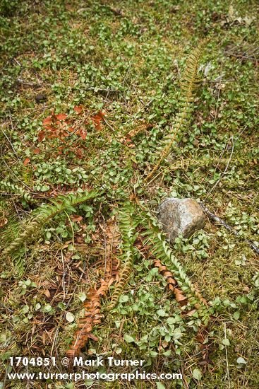 Sword Fern among drying Twinflower foliage