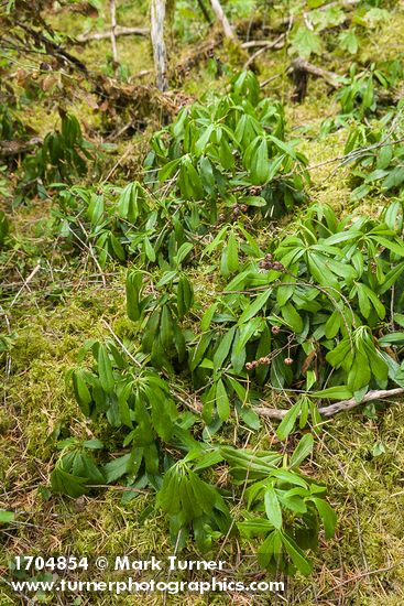 Pipsissewa dry foliage