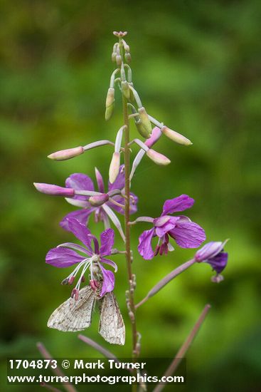 Moth on Fireweed blossom