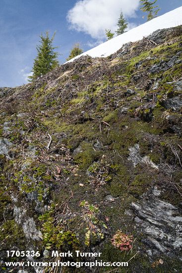 Kinnickinnick on rock outcropping