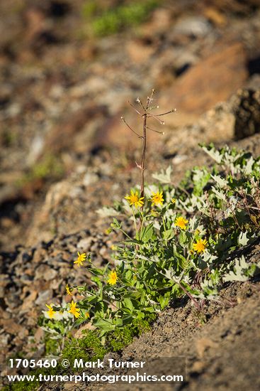 Mountain Arnica & Sweet Coltsfoot on scree slope