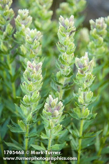 White Small-flowered Paintbrush