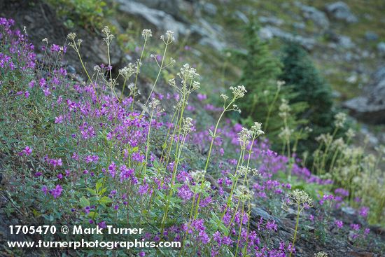 Red Willowherb w/ Sitka Valerian