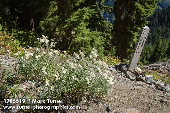 Pearly Everlasting w/ Silesia Creek trail sign