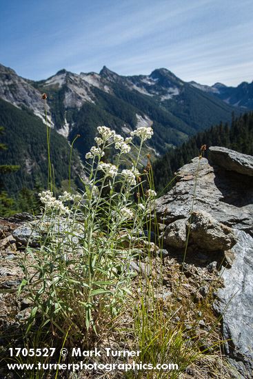 Pearly Everlasting w/ Skagit Range peaks bkgnd