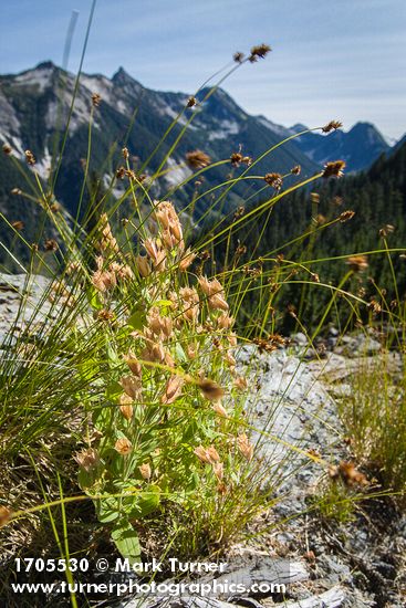 Lewis's Monkeyflower in seed w/ Sedge