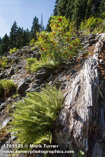 Sitka Mountain Ash in fruit w/ Alpine Lady Ferns