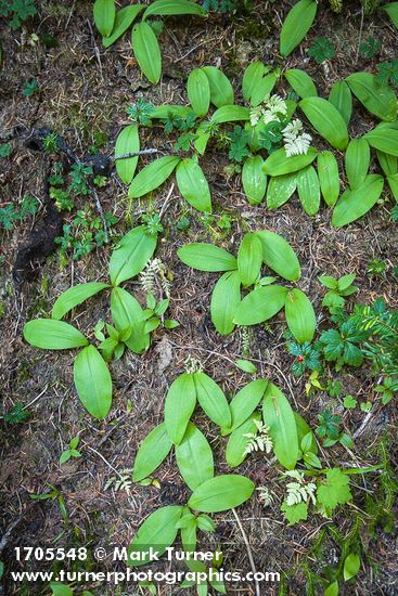 Queen's Cup foliage, Strawberry Bramble in fruit, Oak Ferns on forest floor