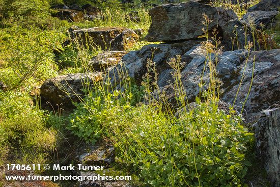 Sitka Valerian, in seed, on talus boulders
