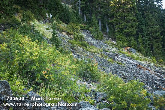 Sitka Mountain Ash, in fruit, on talus slope