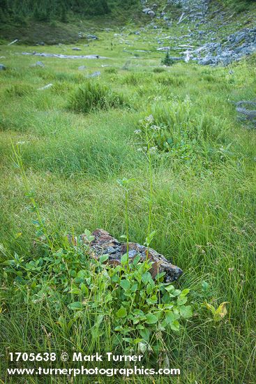 Sitka Valerian in Sedge meadow