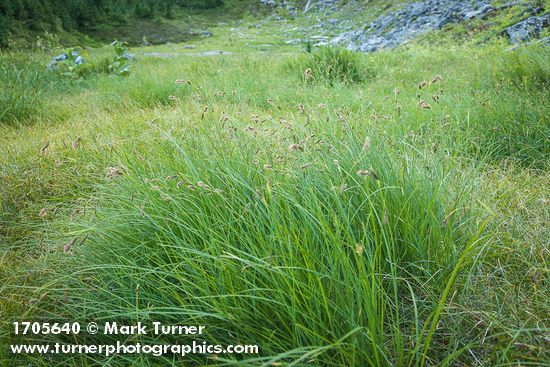 Showy Sedge in subalpine meadow