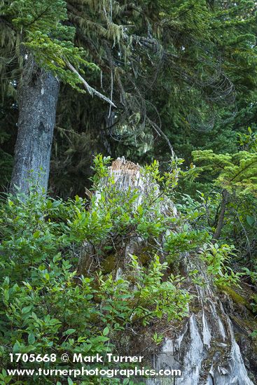 Oval-leaf Huckleberries on decaying stump
