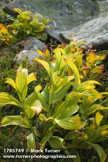 Green Corn Lily foliage turning autumn yellow
