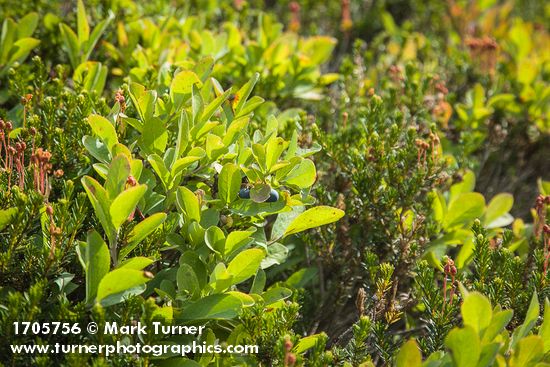 Cascade Blueberries in fruit