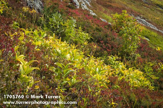 Green Corn Lilies, Sitka Mountain Ash among Huckleberries, early autumn