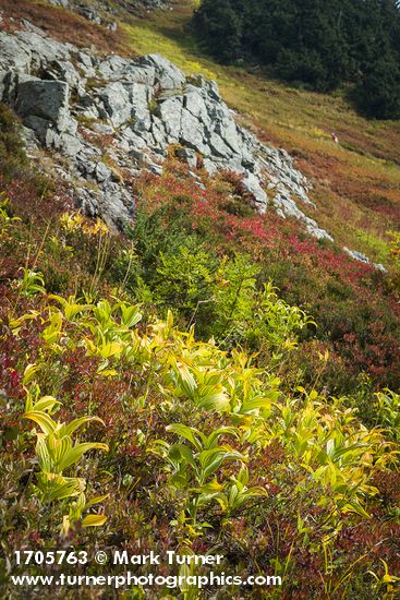 Green Corn Lilies, Sitka Mountain Ash among Huckleberries, early autumn