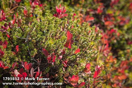 Crowberry among Cascades Blueberries