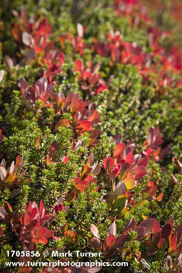 Crowberry among Cascades Blueberries