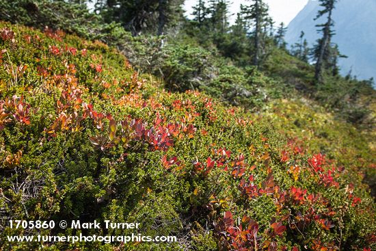 Crowberry among Cascades Blueberries
