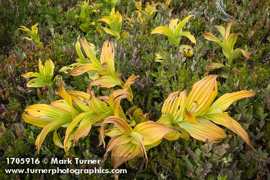 Green Corn Lilies turning autumn gold