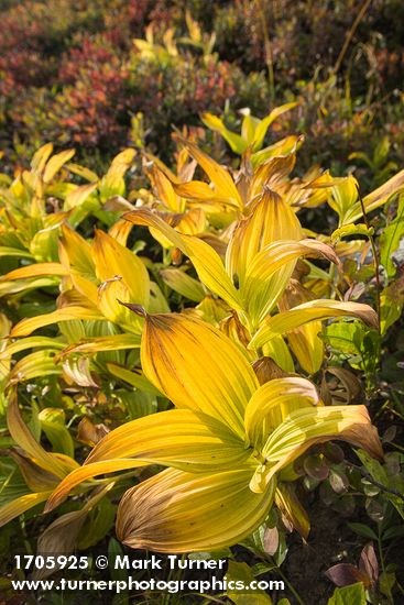 Green Corn Lilies turning autumn gold