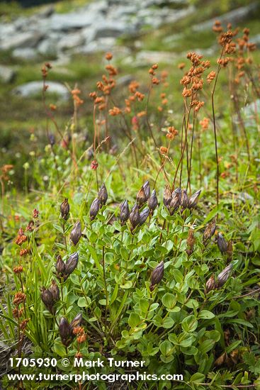 Explorer's Gentian and Leatherleaf Saxifrage in fruit