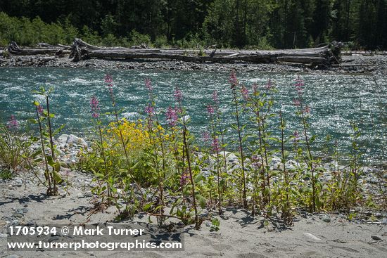 Cooley's Hedge-nettle at edge of Baker River