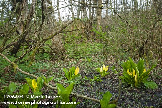 Skunk Cabbage in forest wetland