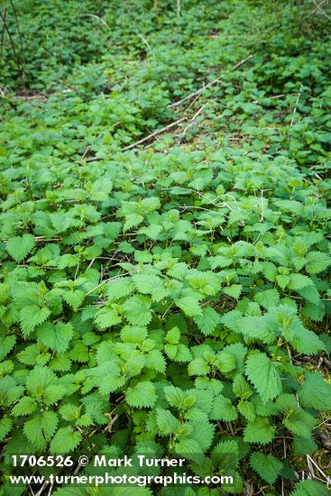 Nettle foliage