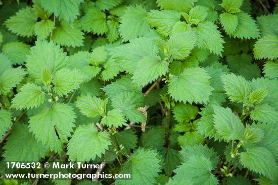 Nettle foliage