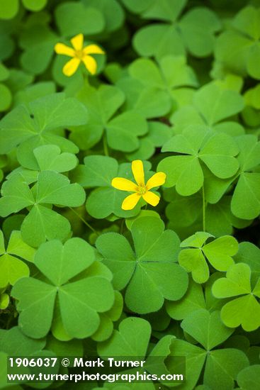 Western Yellow Oxalis