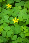 Western Yellow Oxalis